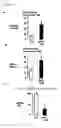 Fig. 07 - Method of inducing senescence in tumor cells by administrating TNF-a in combination with IFNa or IFNy