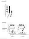 Fig. 08 - Method of inducing senescence in tumor cells by administrating TNF-a in combination with IFNa or IFNy