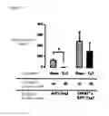 Fig. 09 - Method of inducing senescence in tumor cells by administrating TNF-a in combination with IFNa or IFNy