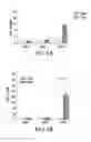 Fig. 02 - Methods of modulating immune responses by modifying Akt3 bioactivity
