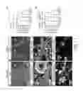 Fig. 02 - METHOD AND COMPOSITION FOR TREATING SPASTICITY