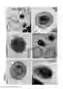 Fig. 07 - Vaccine