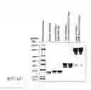 Fig. 449 - GLYCOPEGYLATION METHODS AND PROTEINS/PEPTIDES PRODUCED BY THE METHODS