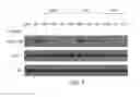 Fig. 08 - Nanoparticle drug conjugates