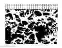 Fig. 01 - Membrane comprising self-assembled block copolymer and process for producing the same by hybrid casting (Ib)