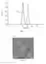 Fig. 02 - Membrane comprising self-assembled block copolymer and process for producing the same by hybrid casting (Ib)