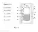 Fig. 03 - Striae-free chalcogenide glasses