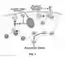 Fig. 02 - Procaspase activating compounds