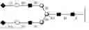 Fig. 44 - Compositions and methods relating to universal glycoforms for enhanced antibody efficacy