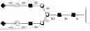 Fig. 48 - Compositions and methods relating to universal glycoforms for enhanced antibody efficacy