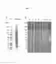 Fig. 02 - iPS/ES CELL-SPECIFIC ANTIBODY HAVING CYTOTOXICITY TO TARGET CELLS AND USE THEREOF