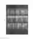 Fig. 07 - iPS/ES CELL-SPECIFIC ANTIBODY HAVING CYTOTOXICITY TO TARGET CELLS AND USE THEREOF