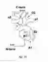 Fig. 55 - BCMA antigen binding proteins
