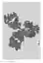 Fig. 29 - Modified Antigen Binding Molecules With Altered Cell Signaling Activity