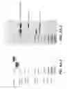 Fig. 08 - Disulfide-linked multivalent MHC class I comprising multi-function proteins