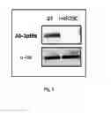 Fig. 07 - Phosphohistidine analogs