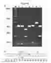 Fig. 07 - REDUCED GENOME E. COLI