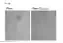 Fig. 10 - Methods, kits, and compositions for stem cell self-renewal