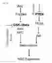 Fig. 16 - Methods, kits, and compositions for stem cell self-renewal