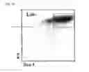 Fig. 20 - Methods, kits, and compositions for stem cell self-renewal