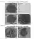 Fig. 43 - Methods, kits, and compositions for stem cell self-renewal