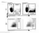 Fig. 44 - Methods, kits, and compositions for stem cell self-renewal