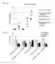 Fig. 47 - Methods, kits, and compositions for stem cell self-renewal