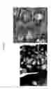 Fig. 50 - Methods, kits, and compositions for stem cell self-renewal
