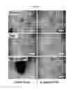 Fig. 55 - Methods, kits, and compositions for stem cell self-renewal