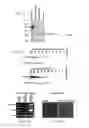 Fig. 02 - Compositions of active Wnt protein
