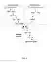 Fig. 09 - Coagulation factor IX compositions and methods of making and using same
