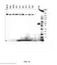 Fig. 14 - Coagulation factor IX compositions and methods of making and using same