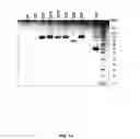 Fig. 15 - Coagulation factor IX compositions and methods of making and using same