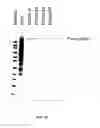 Fig. 16 - Coagulation factor IX compositions and methods of making and using same