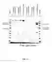 Fig. 18 - Coagulation factor IX compositions and methods of making and using same