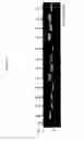 Fig. 19 - SHORT-ACTING FACTOR VII POLYPEPTIDES