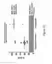 Fig. 33 - SHORT-ACTING FACTOR VII POLYPEPTIDES
