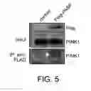 Fig. 09 - Methods of trans-differentiating a terminally differentiated target cell to a neuron