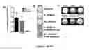 Fig. 03 - Compositions and methods to promote bone formation