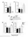 Fig. 05 - Compositions and methods to promote bone formation