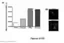 Fig. 08 - Compositions and methods to promote bone formation