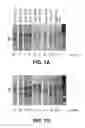 Fig. 02 - Methods and compositions for regulation of transgene expression