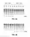 Fig. 07 - Methods and compositions for regulation of transgene expression