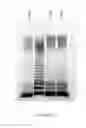 Fig. 08 - Regulated genetic suicide mechanism compositions and methods