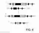 Fig. 07 - METHODS OF MODIFYING ALGAL CELL GENOMES