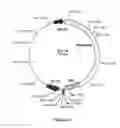 Fig. 06 - System For Expression Of Genes In Plants From A Virus-Based Expression Vector