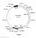 Fig. 13 - System For Expression Of Genes In Plants From A Virus-Based Expression Vector