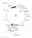 Fig. 14 - System For Expression Of Genes In Plants From A Virus-Based Expression Vector