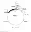 Fig. 15 - System For Expression Of Genes In Plants From A Virus-Based Expression Vector