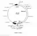 Fig. 16 - System For Expression Of Genes In Plants From A Virus-Based Expression Vector